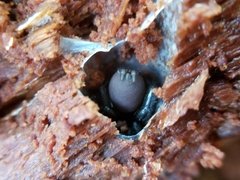 Antrodiaetus pacificus