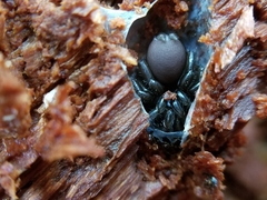 Antrodiaetus pacificus