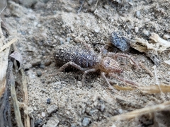 Eremobates