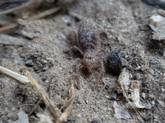 Eremobates