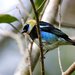 Golden-hooded Tanager - Photo (c) Francesco Veronesi, some rights reserved (CC BY-NC-SA)