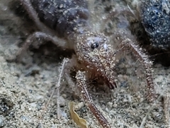 Eremobates