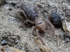 Eremobates
