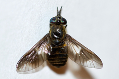 Chrysops frigidus