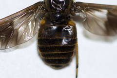 Chrysops frigidus