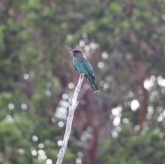 Eurystomus orientalis pacificus