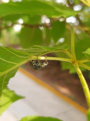 Cydianerus argenteus