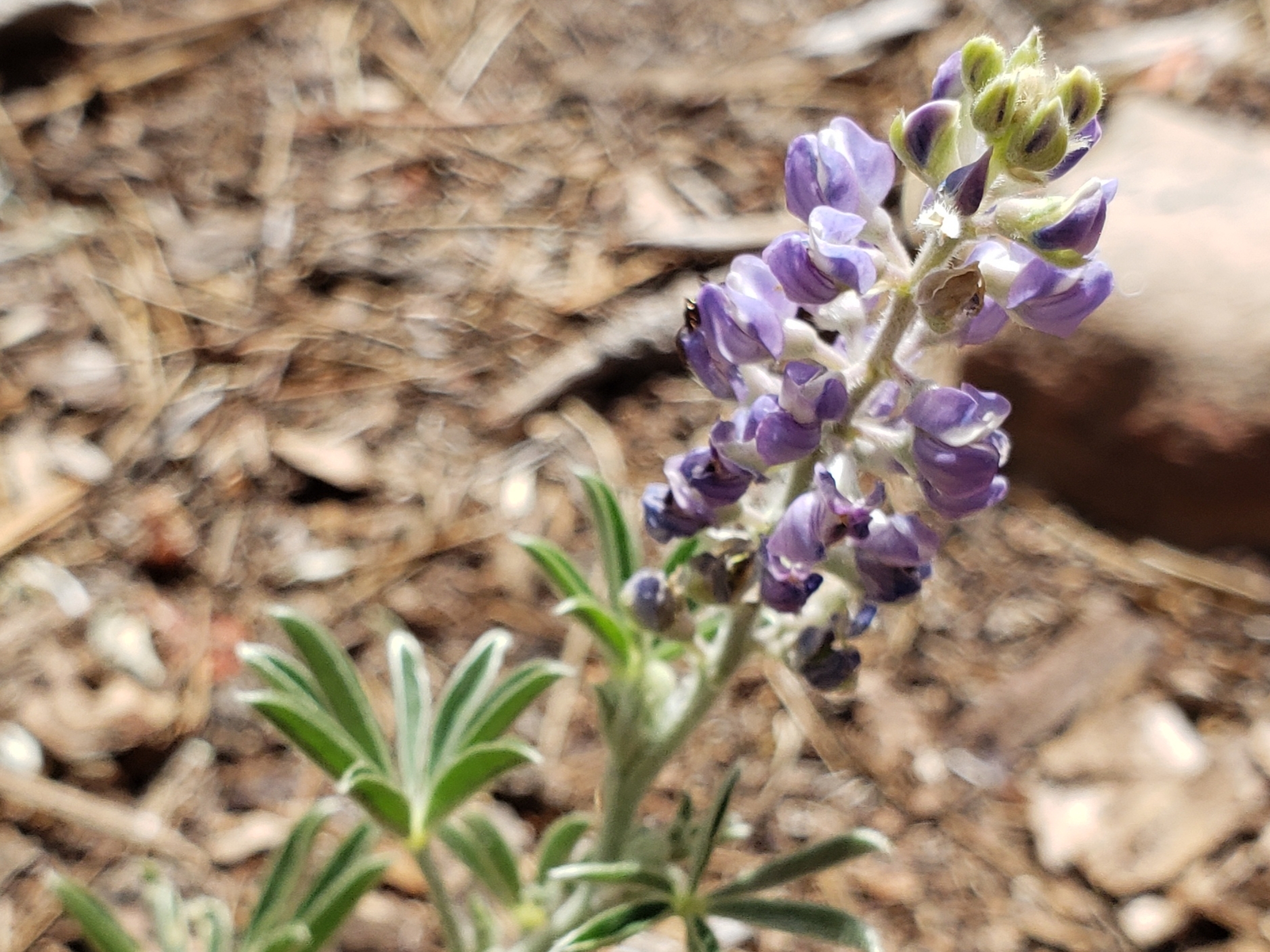 Lupinus hillii