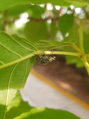 Cydianerus argenteus