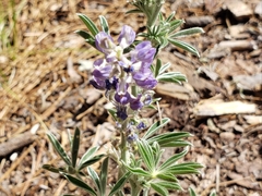 Lupinus hillii