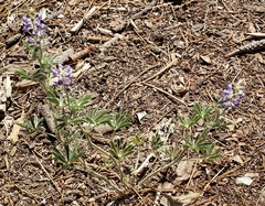 Lupinus hillii