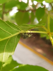 Cydianerus argenteus