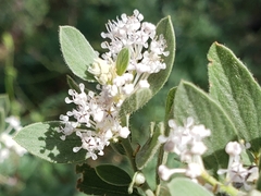 Ceanothus fendleri