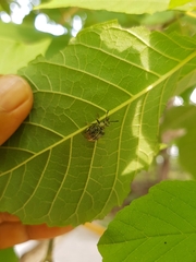 Cydianerus argenteus