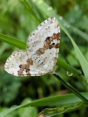 Xanthorhoe montanata