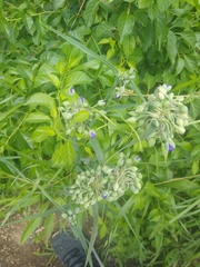 Tradescantia ohiensis