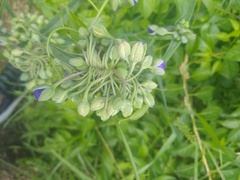 Tradescantia ohiensis