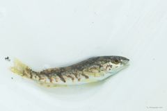 Hexagrammos stelleri