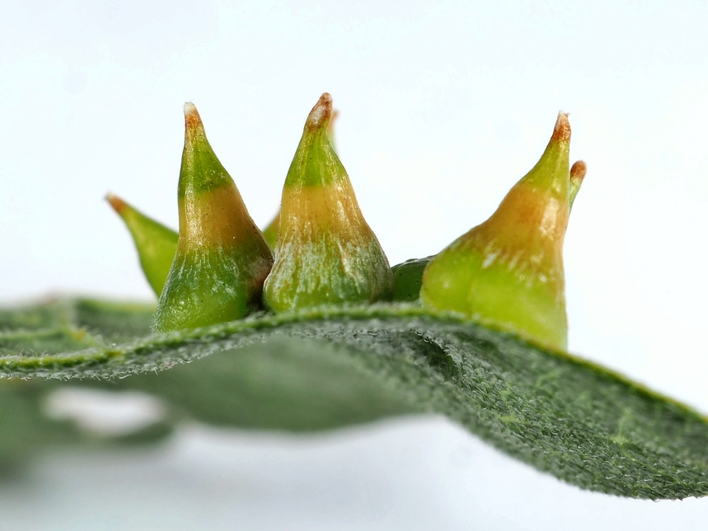Hackberry Thorn Gall Midge