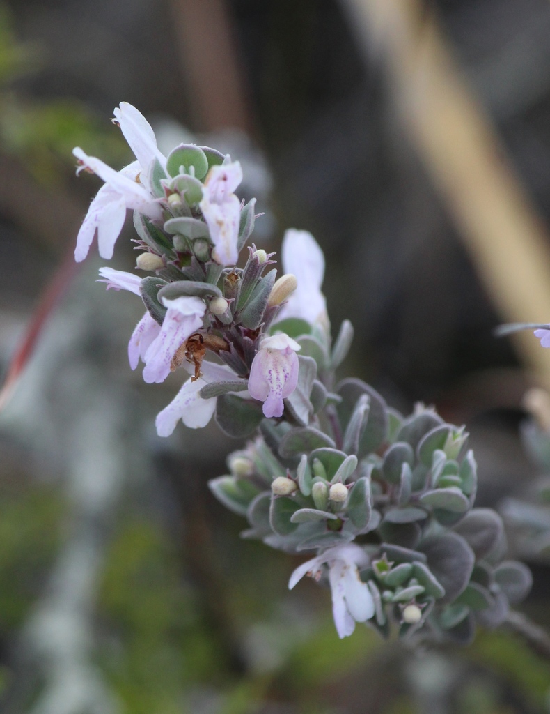Poliomintha marifolia