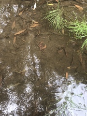 Geothelphusa dehaani