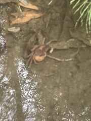 Geothelphusa dehaani