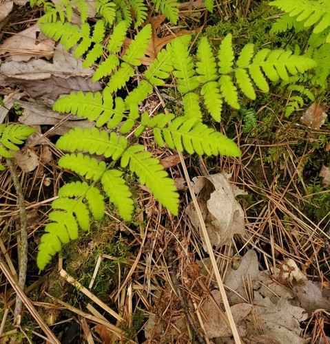 Gymnocarpium dryopteris iNat (2)