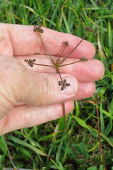 Tauschia stricklandii