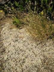 Lasiospermum bipinnatum