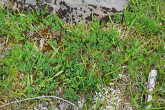 Tauschia stricklandii