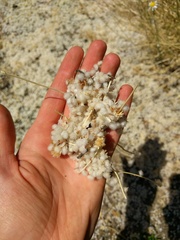 Lasiospermum bipinnatum