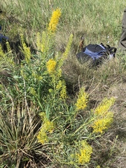 Stanleya pinnata pinnata