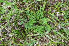 Tauschia stricklandii