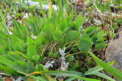 Tauschia stricklandii