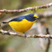 Yellow-throated Euphonia - Photo (c) Maris Pukitis, some rights reserved (CC BY-NC-SA)