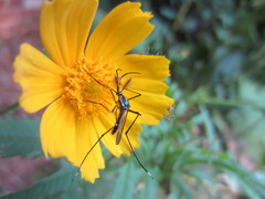 Toxorhynchites rutilus septentrionalis