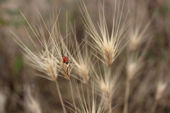 Anastrangalia laetifica