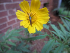 Toxorhynchites rutilus septentrionalis