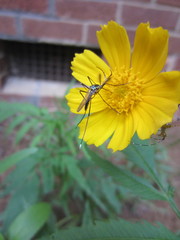 Toxorhynchites rutilus septentrionalis