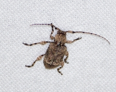 Leptostylus transversus