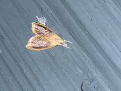 Glaphyria fulminalis