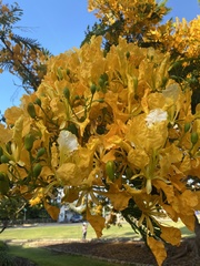 Delonix regia flavida