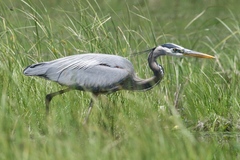 Ardea herodias herodias