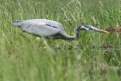 Ardea herodias herodias