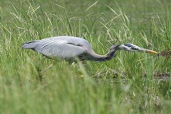 Ardea herodias herodias
