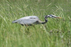 Ardea herodias herodias