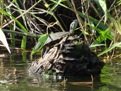 Trachemys venusta venusta