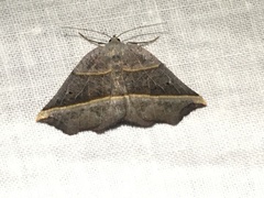Metanema determinata