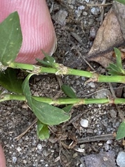 Polygonum aviculare depressum