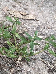 Polygonum aviculare depressum